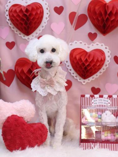 20240220しろまるくん